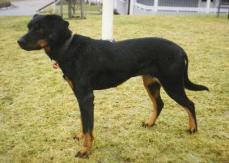 Smalandst�vare - Sm�landsst�vare